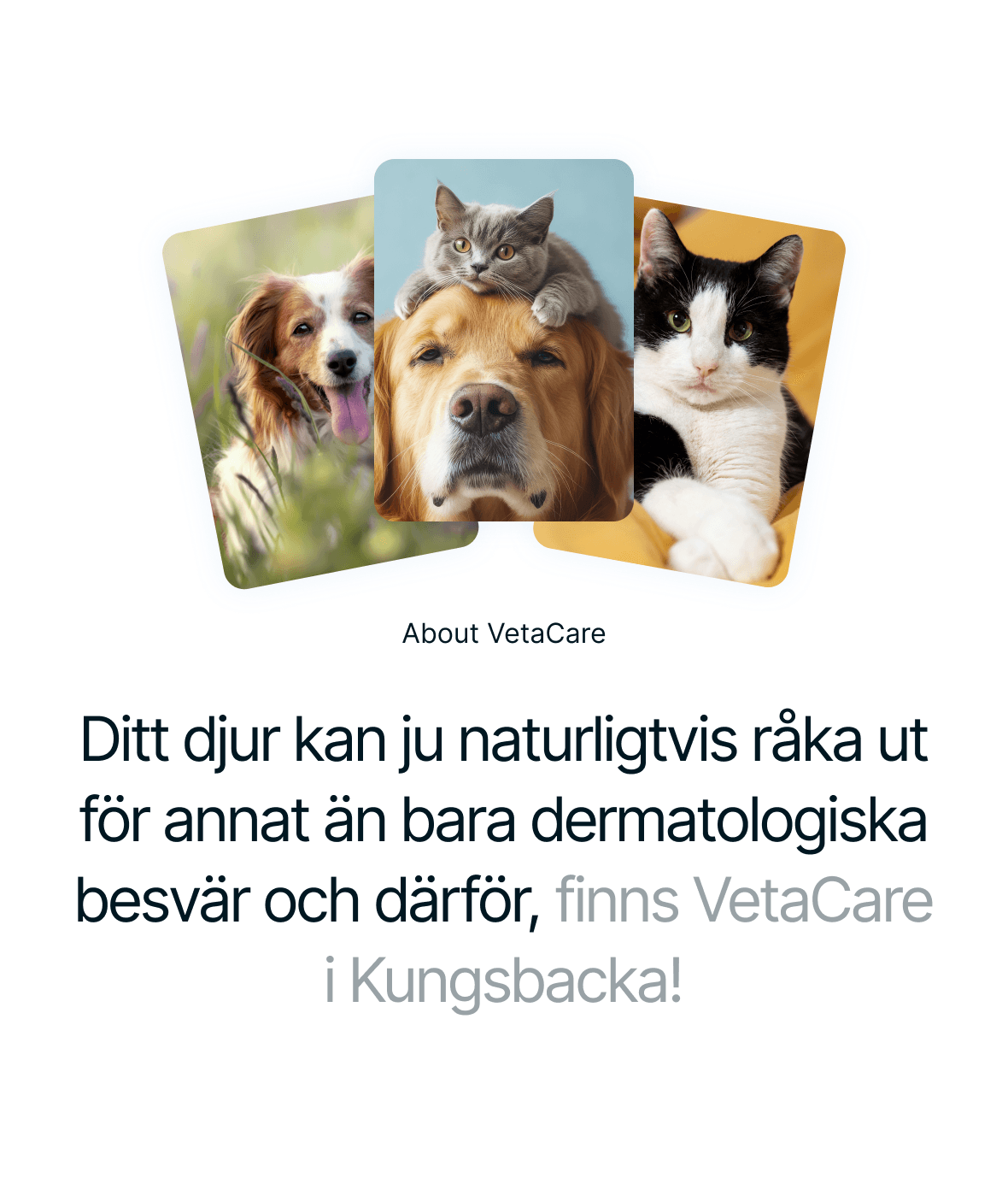 About VetaCare section with fanned pet cards from the redesigned website
